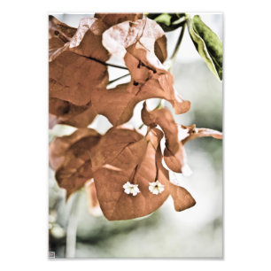 Impression Photo Bougainvillée rouge