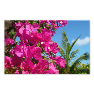 Impression Photo Bougainvilliers et palmiers paysage tropical