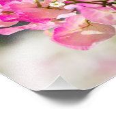 Impression Photo Bougainvilliers roses et blancs (Coin)