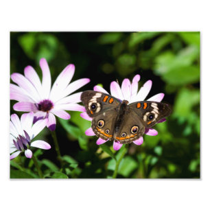 Impression Photo Boukeye papillon sur les fleurs violettes