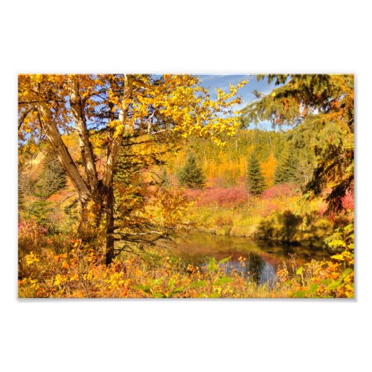 Impression Photo Bouleau d'automne (Devant)