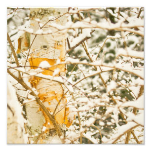 Impression Photo Bouleau enneigé