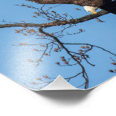 Impression Photo Boulet d'aigle à tête blanche (Coin)