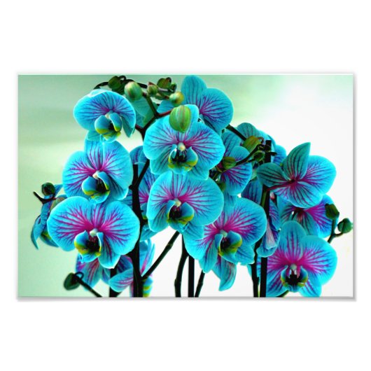 Impression Photo Bouquet de fleurs d'orchidée bleue (Devant)