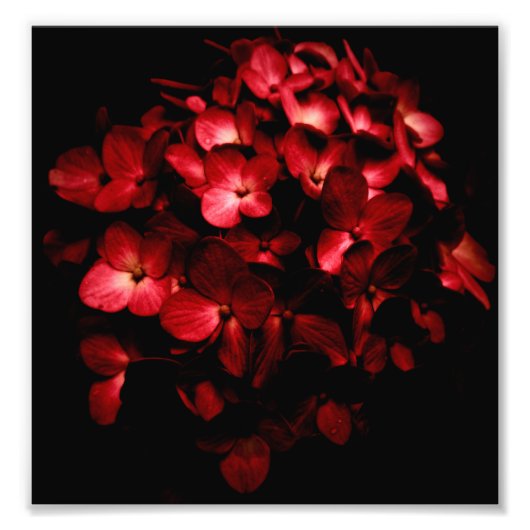 Impression Photo Bouquet de fleurs rouges en noir Arrière - plan ph (Devant)