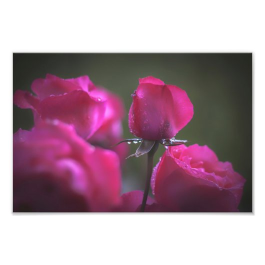 Impression Photo Bouquet de roses roses (paysage) (Devant)
