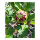 Impression Photo bourgeon en automne (Devant)