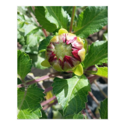 Impression Photo bourgeon en automne (Devant)