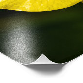 Impression Photo Bouton de prairie (Coin)