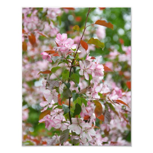 Impression Photo Branche délicate avec fleurs pommier (Devant)