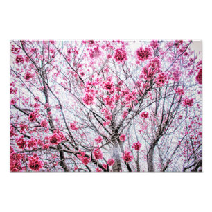 Impression Photo Branches et fleurs d'un cerisier