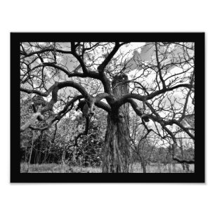 Impression Photo Branches Mystérieuses
