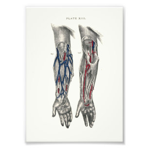 Impression Photo Bras d'impression d'anatomie de 1895 humains