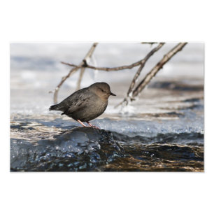 Impression Photo Brave American Dipper
