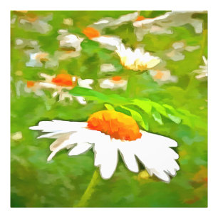 Impression Photo Bright Colorful Jardin blanc pâle marguerites v5