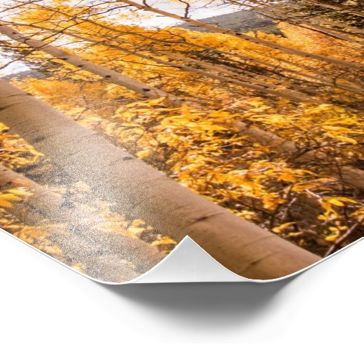 Impression Photo Bright Fall Aspen Feuilles (Coin)