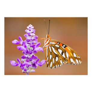 Impression Photo Bright Orange Gulf Fritillary Butterfly