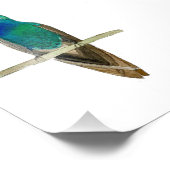 Impression Photo Broad-billed Hummingbird (Coin)