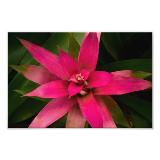 Impression Photo Bromeliade en fleur (Devant)