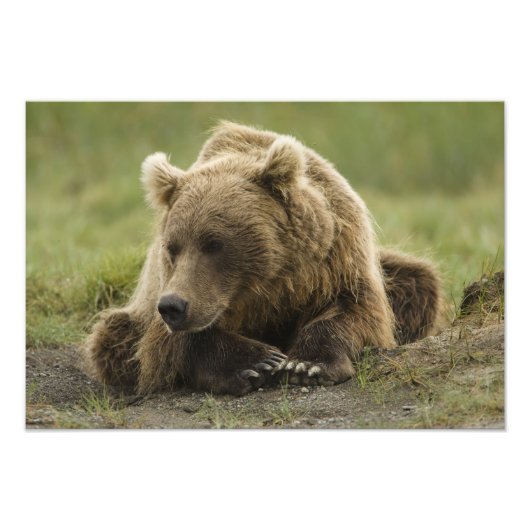 Impression Photo Brown bear ou Coastal Grizzly Bear, Ursus (Devant)
