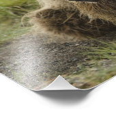 Impression Photo Brown bear ou Coastal Grizzly Bear, Ursus (Coin)