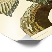 Impression Photo Brown Pélican John James Audubon Oiseaux d'Amériqu (Coin)