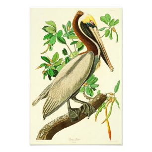 Impression Photo Brown Pélican John James Audubon Oiseaux d'Amériqu