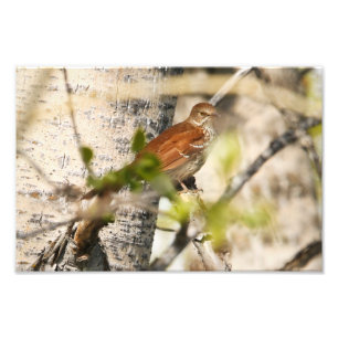 Impression Photo Brown Thrasher