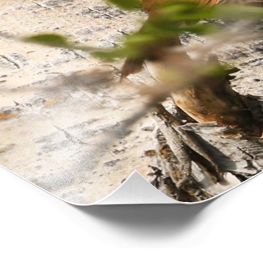 Impression Photo Brown Thrasher (Coin)