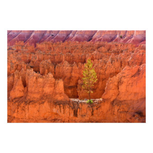 Impression Photo Bryce Canyon National Park, Utah USA