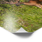 Impression Photo Buck blanc en velours (Coin)