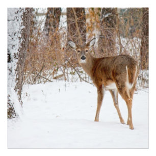 Impression Photo Buck cerf en hiver White Snowy Field