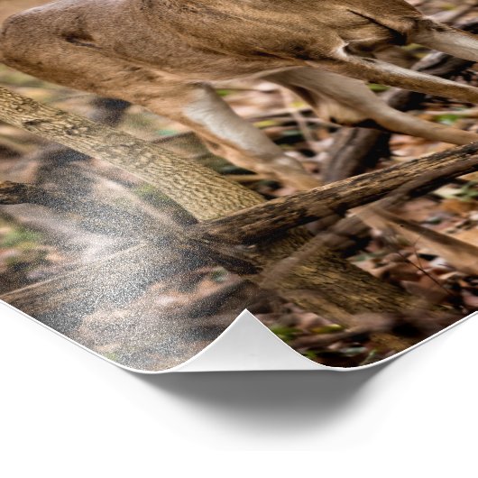 Impression Photo Buck de cerf à queue blanche (Coin)