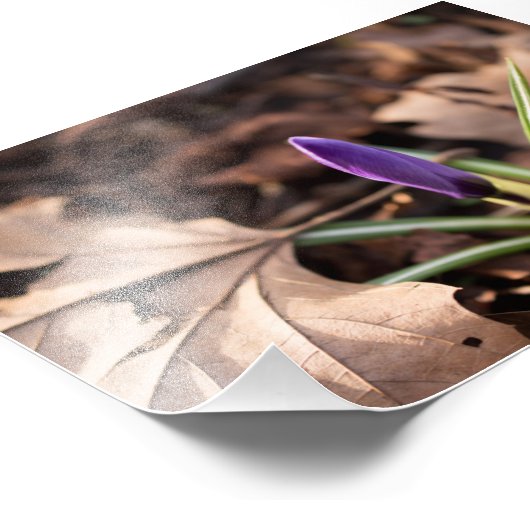 Impression Photo Budding Crocus (Coin)