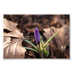 Impression Photo Budding Crocus