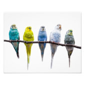 Impression Photo Budgies (Devant)