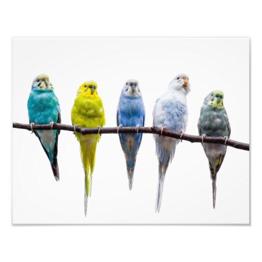 Impression Photo Budgies (Devant)