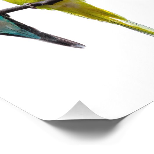 Impression Photo Budgies (Coin)