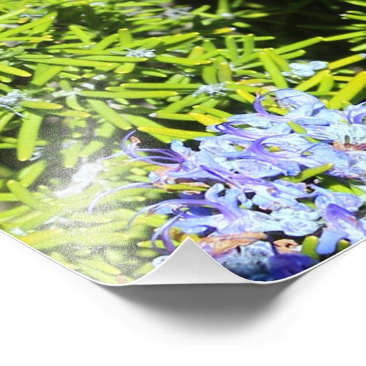 Impression Photo buisson romarin à fleurs (Coin)