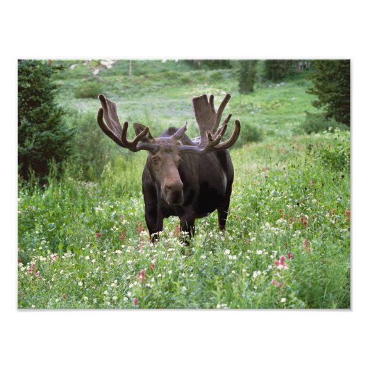 Impression Photo Bull moose Alces alces) en fleur sauvage, (Devant)