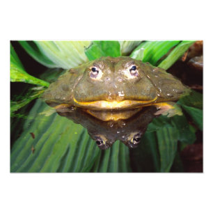Impression Photo Bullfrog, Pyxicephalus 2
