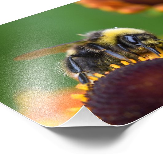 Impression Photo Bumble Bee (Coin)