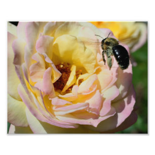 Impression Photo Bumble Bee En Vol 10x8 Nature
