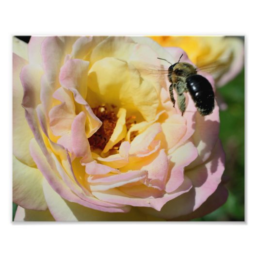 Impression Photo Bumble Bee En Vol 10x8 Nature (Devant)
