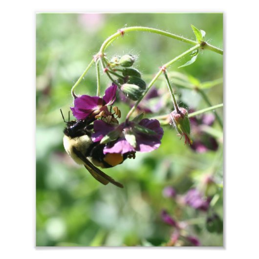 Impression Photo Bumble Bee On Flower 8x10 (Devant)