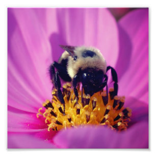 Impression Photo Bumble Bee Sur Cosmos Flower 8x8