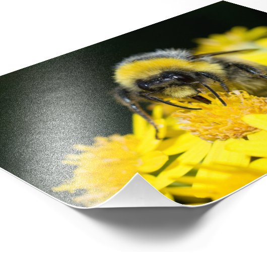 Impression Photo Bumblebee à queue blanche (Coin)