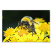 Impression Photo Bumblebee à queue blanche (Devant)