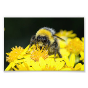 Impression Photo Bumblebee à queue blanche