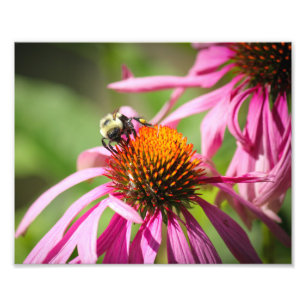 Impression Photo Bumblebee sur violet coneflower Nature Photographi